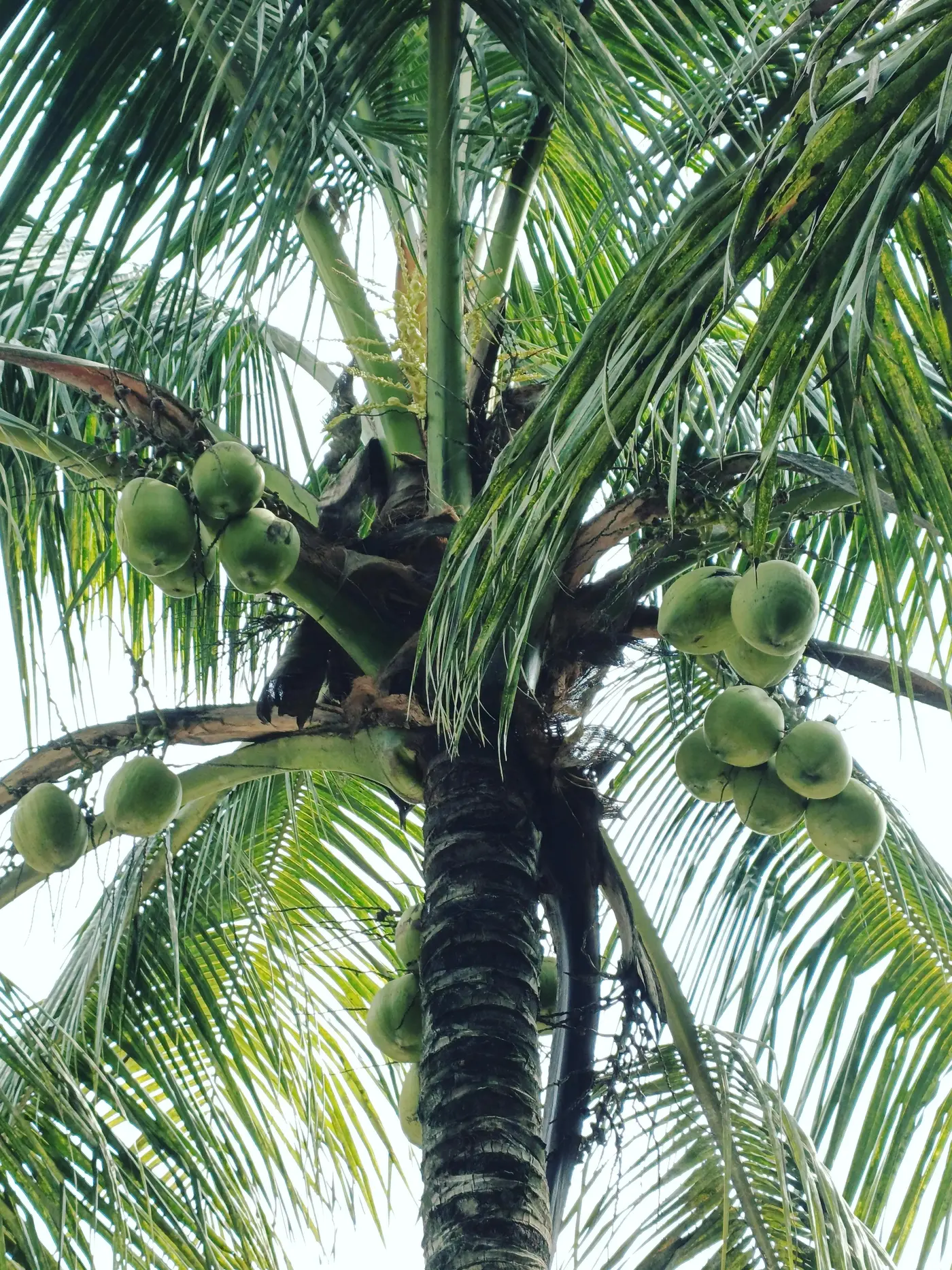 Bến Tre — plantation de cocotiers vue depuis une pirogue dans les canaux du delta du Mékong